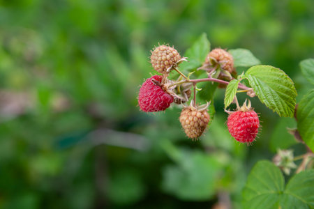 Several raspberries of various degrees of ripeness grow on a branch with green leaves close-up