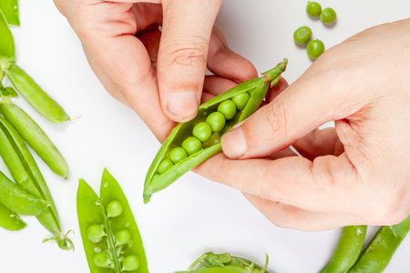 Two hands hold an open pod of green peas. On the left is a bunch of whole pods. Right pods without peasの写真素材
