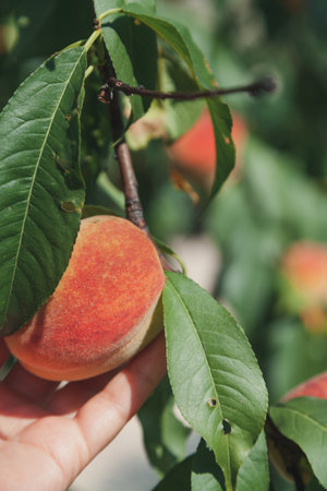 Harvesting. Hand rips off mouth watering ripeの写真素材