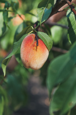 Harvest peaches. One delicious ripe peach hanging on a peach tree branch with green leavesの写真素材
