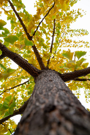 Yellow colors of autumn. Ginkgo tree trunk with bright yellow leaves. View from bottom to top