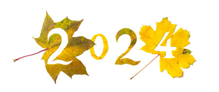 Autumn numbers. 2024 is lined with beautiful yellow maple leaves with carved numbers. Isolated on white backgroundの写真素材