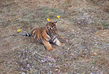 Siberian Tiger (Panthera tigris altaica)の写真素材