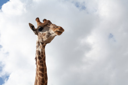 Giraffe head on cloudy sky background. Close up of animal head.の写真素材