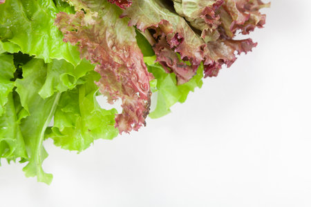 Appetizing green and red lettuce leaves are laid out at the top left on a white background. In the bottom right corner there is an empty space for an inscriptionの写真素材