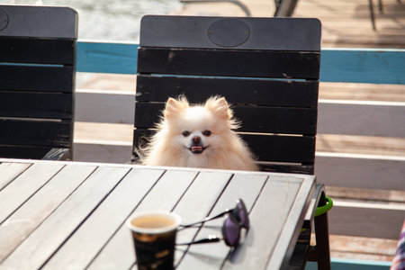 A fluffy white Spitz dog sits on a black chair at a table in a street cafe. On the table are a cup of coffee and sunglassesの写真素材