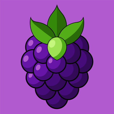 Vector illustration of a blackberry. Isolated on a purple background.のイラスト素材