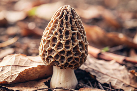 Morel mushroom in the forest. Shallow depth of field.の素材