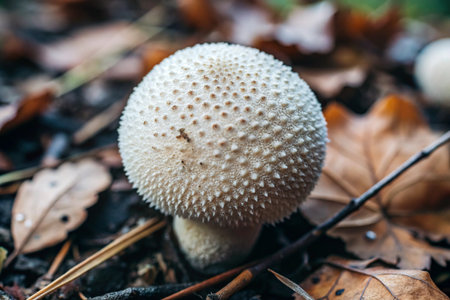 Close up of a common puffball (Lycoperdon perlatum).の素材