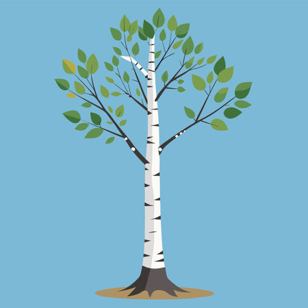 vector illustration of a birchのイラスト素材