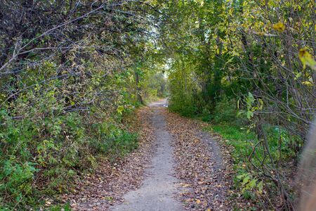 The path along which lies the yellow leaves, through the thicket of the forest. Green foliage,...