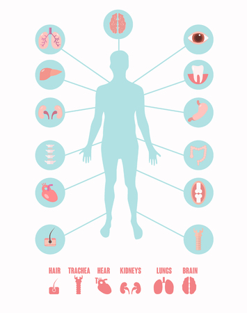 Human organs icons with male figure infographics set vector illustrationのイラスト素材
