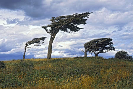 Flag Trees, Argentina, Tierra Del Fuego