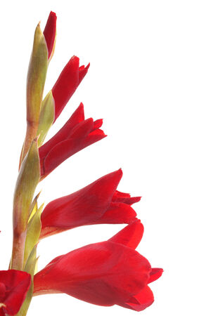gladiolus isolatedの写真素材