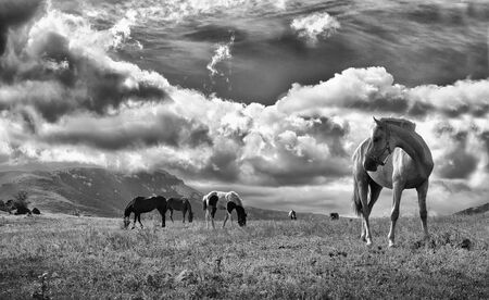  horses and mountains on backgroundの写真素材