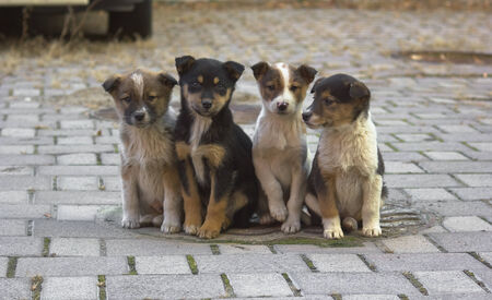 Doggyの写真素材