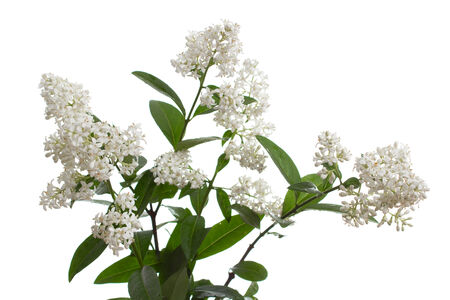 bouquet of white flowers,isolatedの写真素材
