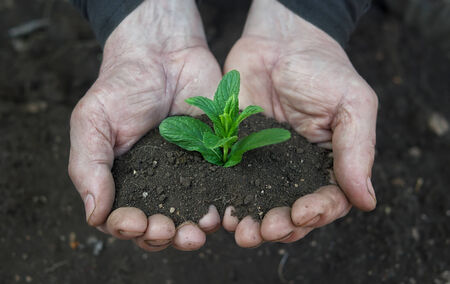 Male hands holding young plant  Ecology conceptの写真素材
