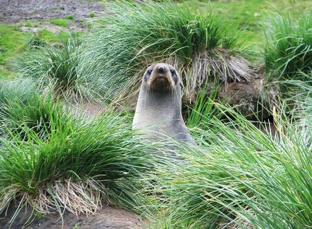 Wildlife of Antarcticaの写真素材