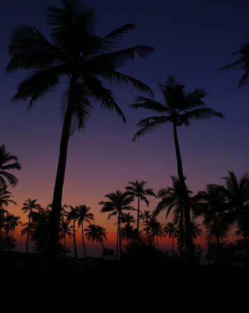 tropical palm treeの写真素材