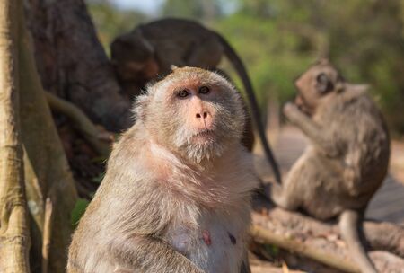 monkey. Photo monkey sitting in the roots of a tree