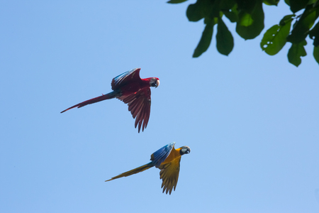 macaws parrot flying in the clear sky