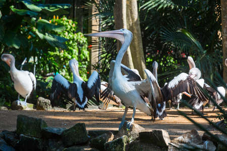 Pelicans in natural birds park on Ubud,Bali island,Indonesiaの写真素材