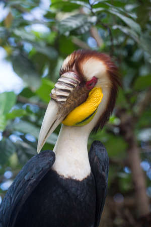 Bar-pouched wreathed hornbill (Rhyticeros undulatus)の写真素材