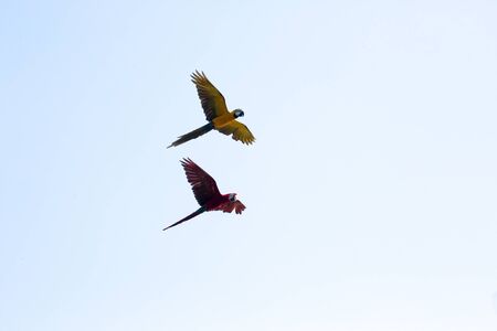 macaws parrot flying in the clear skyの写真素材