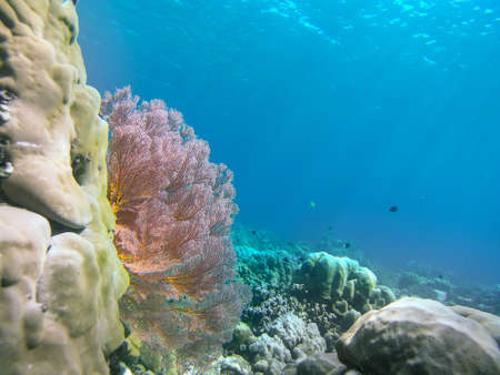 Underwater landmark and part of the main land. Amed village, Bali, Indonesiaの写真素材