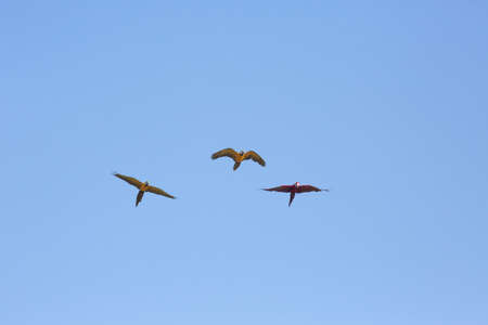 macaws parrot flying in the clear skyの写真素材