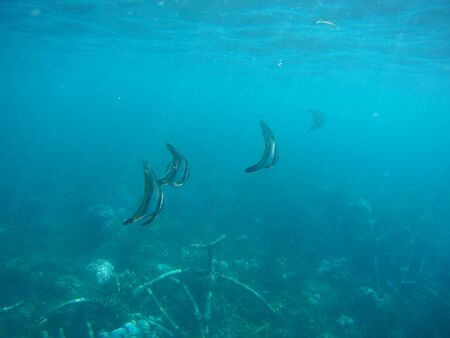 Underwater shot at Biorock restoration area in the village of Pemuteran. Bali