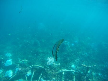 Underwater shot at Biorock restoration area in the village of Pemuteran. Bali