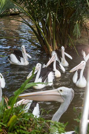 Pelicans in natural birds park on Ubud,Bali island,Indonesiaの写真素材