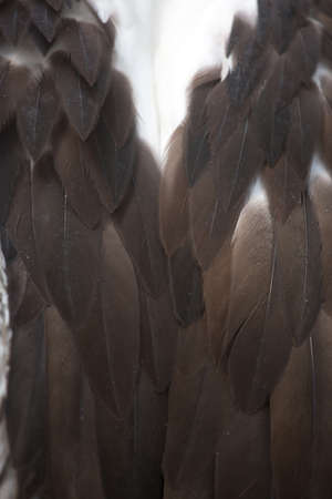 Pelicans feathers closeupの写真素材