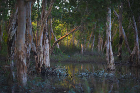 Swamp in deep forestの写真素材
