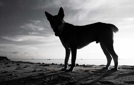 dog silhouetted against the setting sunの写真素材