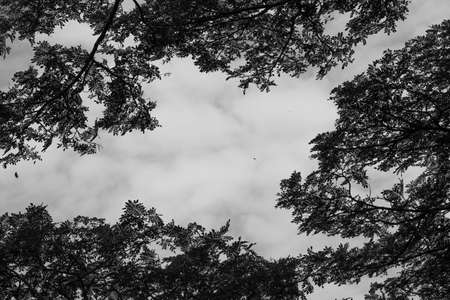 Bare branches isolated on skyの写真素材