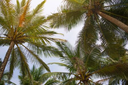 the tops of palm trees. Photo tops of palm treesの写真素材