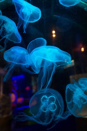 Blue fluorescent jellyfishの写真素材