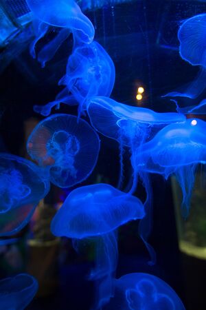 Blue fluorescent jellyfish