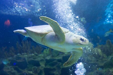 Turtle swimming underwaterの写真素材
