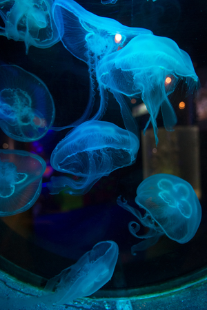 Blue fluorescent jellyfishの写真素材