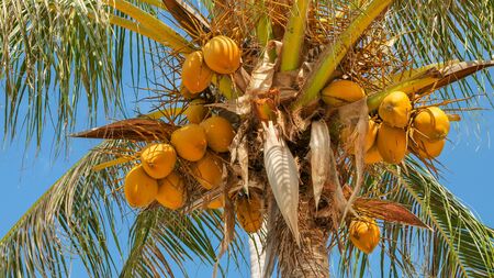 Coconut on the coconut palm tree