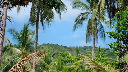 Calm relaxing natural  background on tropical rainforest landscapeの写真素材