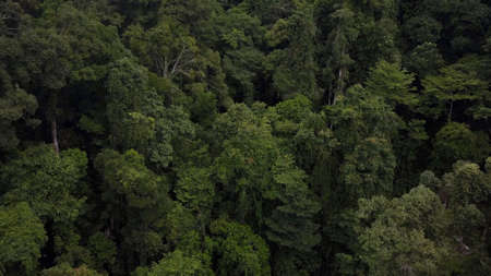 Overhead view above beautiful lush green jungle on a hill area at tropical island in a summer day
