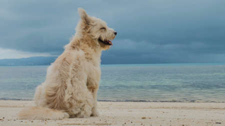 Dog on the sand beach watch at sea scapeの写真素材