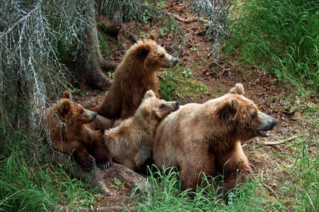 Grizly Bears at Katmai National Park, Alaska, USAの写真素材