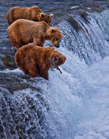 Grizly Bears at Katmai National Park, Alaska, USAの写真素材