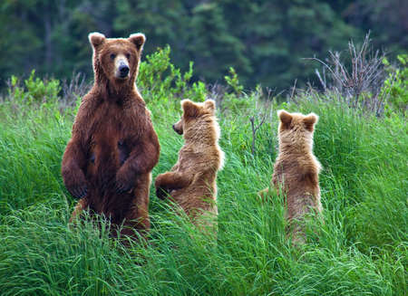 Grizly Bears at Katmai National Park, Alaska, USAの写真素材